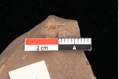 Foto (Detailansicht) von Cathaya sp. (NHMW-GEO-2024-0188-0335)